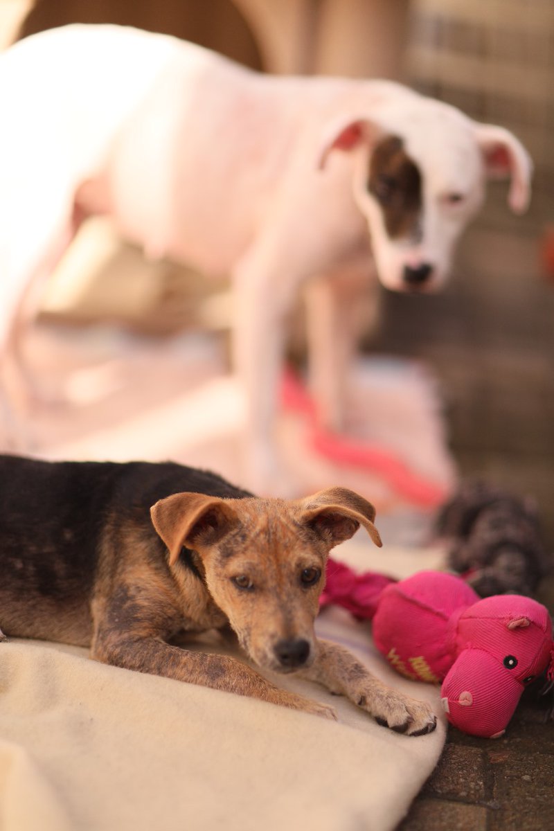lolsielove's tweet photo. Mommy and pup still needs a forever home!! Please share for me, they really can not stay with the foster anymore, if I can not find a home they must go to a shelter, and after all they have been through they do not deserve that https://t.co/lHPVlCjvis