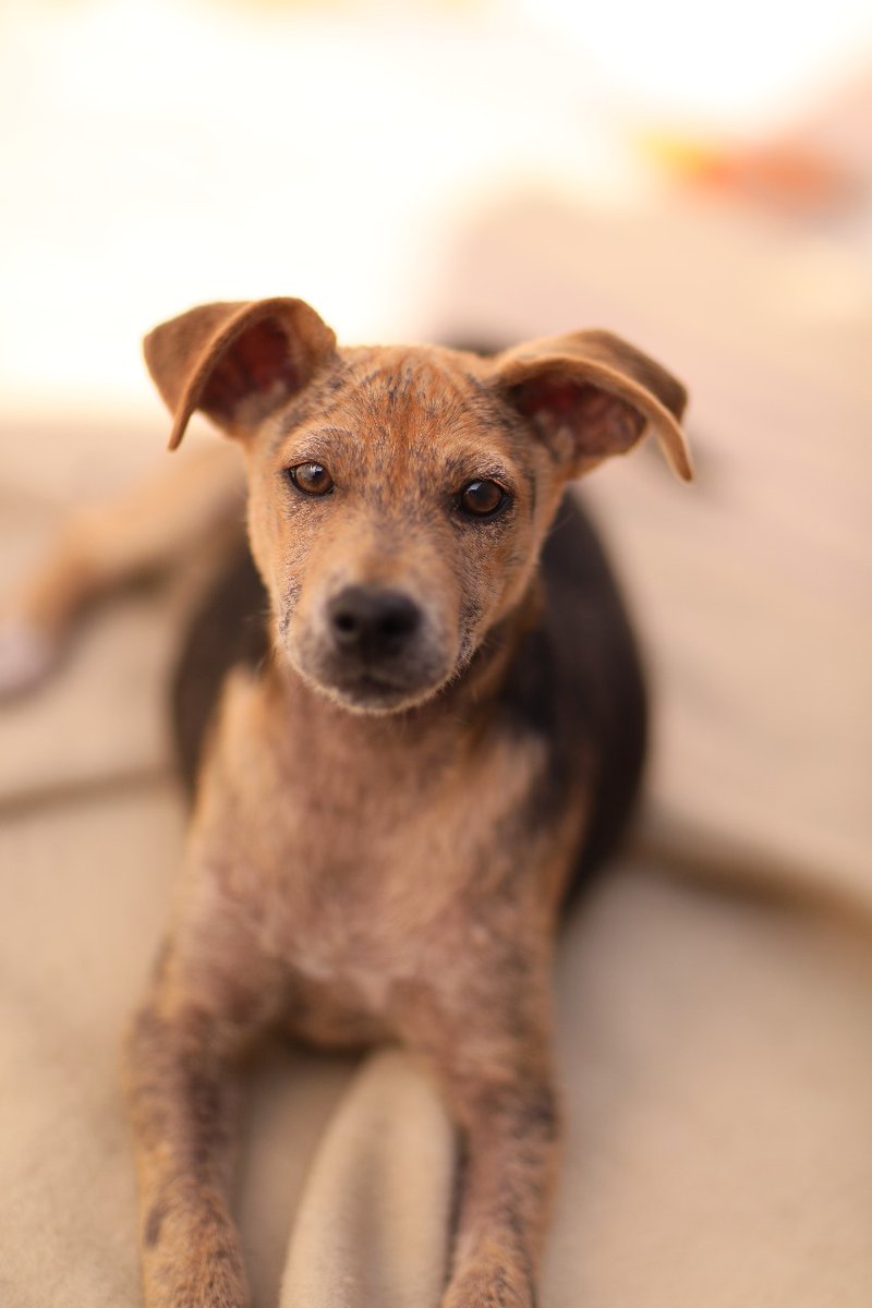 lolsielove's tweet photo. Mommy and pup still needs a forever home!! Please share for me, they really can not stay with the foster anymore, if I can not find a home they must go to a shelter, and after all they have been through they do not deserve that https://t.co/lHPVlCjvis
