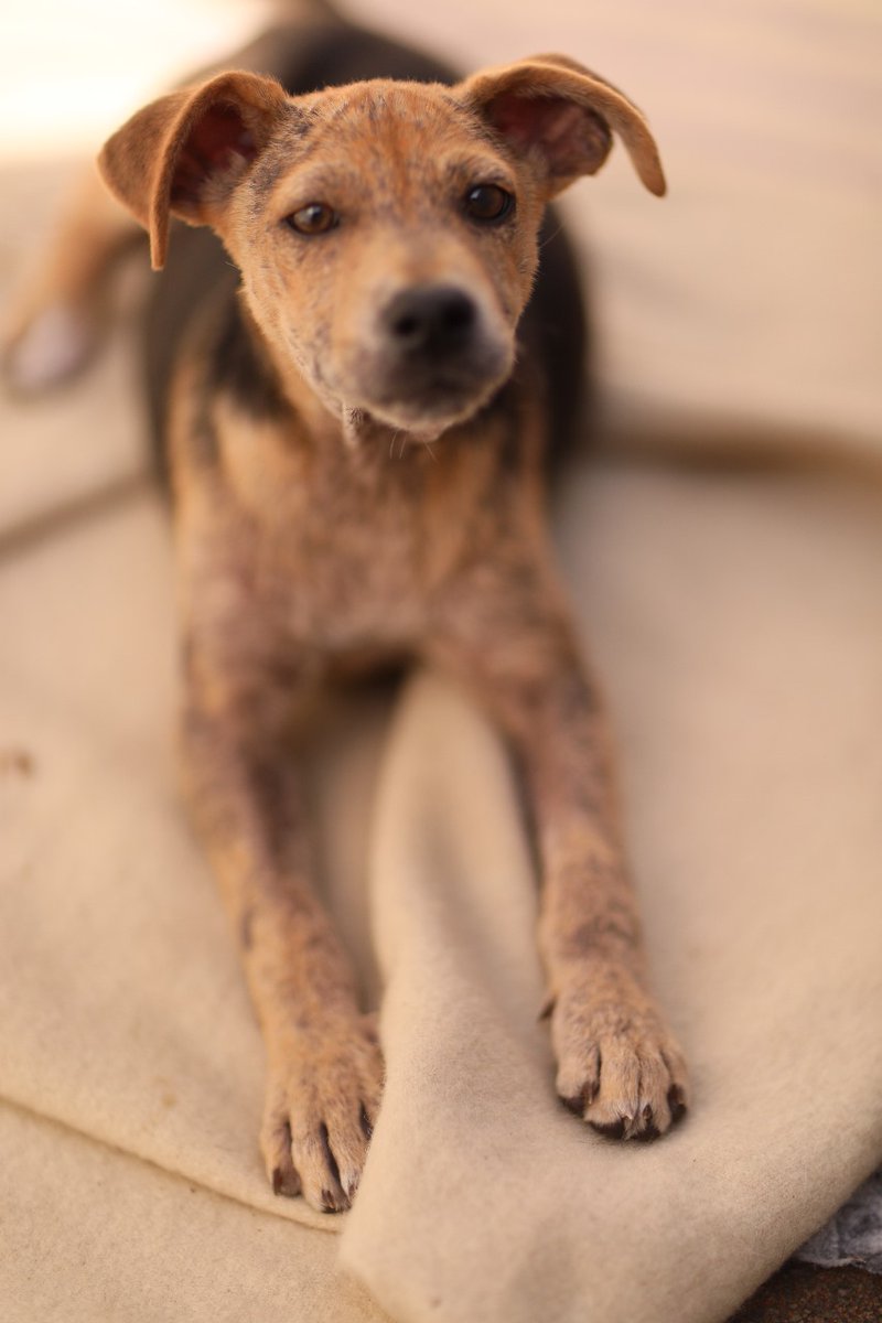 Mommy and pup still needs a forever home!! Please share for me, they really can not stay with the foster anymore, if I can not find a home they must go to a shelter, and after all they have been through they do not deserve that