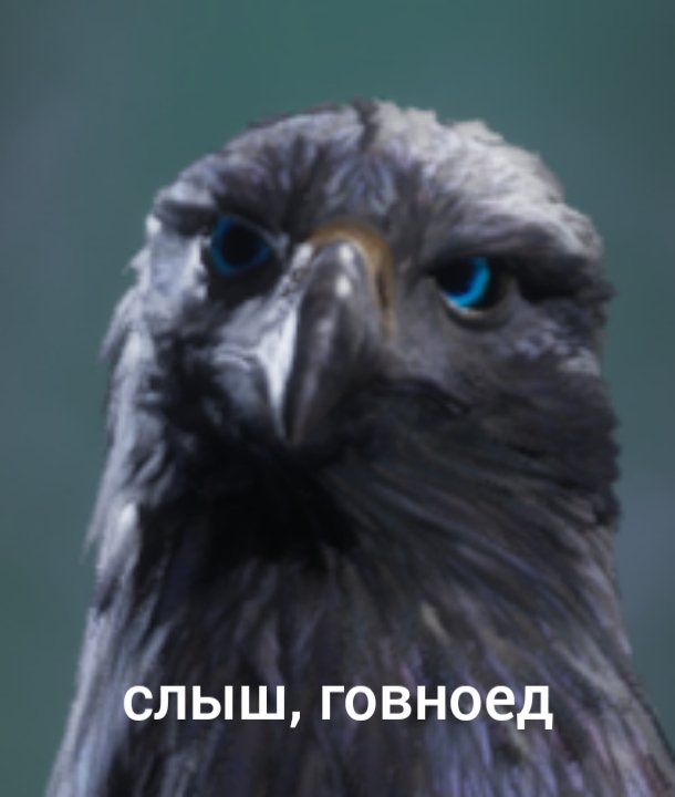 Урок магозоологии. Гиппогрифы. 
Несложно догадаться, какого я выбрал. Он оказался самкой. 

Нас просили не выбирать по принципу "оно попытается тебя убить", но я плохо слушал.