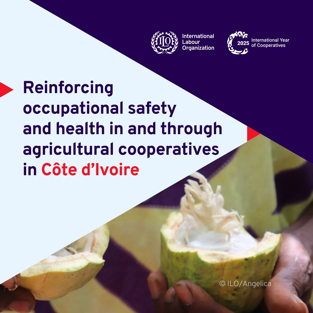 In Côte d’Ivoire 🇨🇮, the deployment of the Practical Occupational Safety and Health #OSH Tool aims to enhance the capacity of agricultural #coops to

✅create safer workplaces,
✅reduce occupational risks, and
✅prevent child labour.

🔗ilo.org/resource/artic…

#IYC2025 #SSE