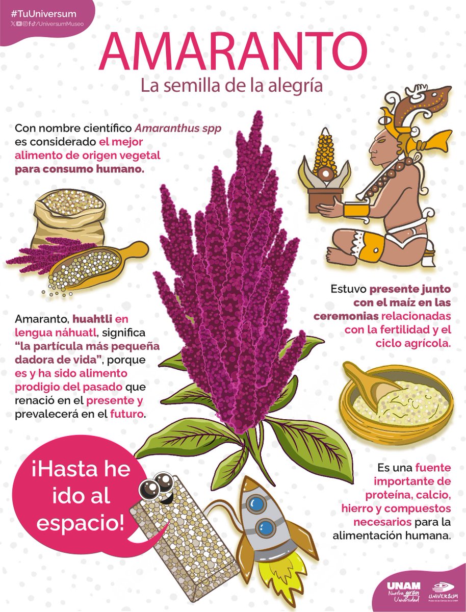 Ya sea en una rica alegría o en calientito atole ... el amaranto nos aporta increíbles nutrientes. 🍶😋🌾 Te contamos cuales son y parte de su historia:👇😊
#TuUniversum