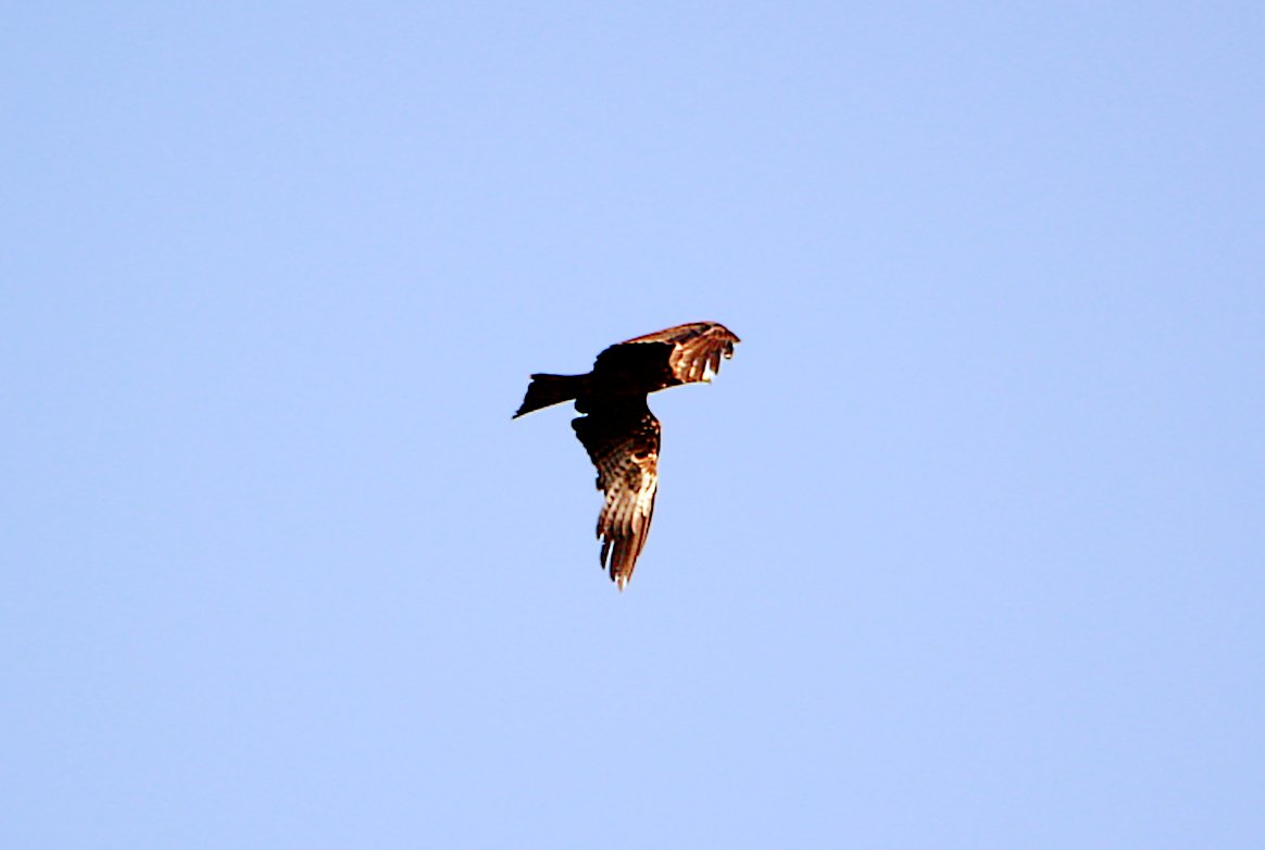 New hobby.
#photography 
#Gambia #Birds