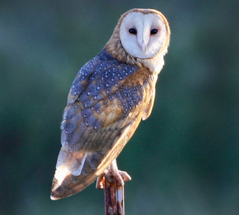 NorCal Humans tweet media