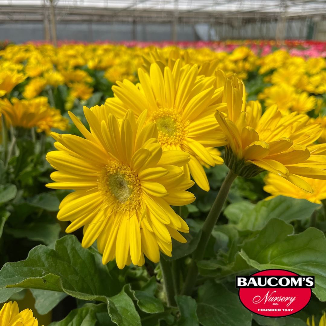 Available Now!
Gerbera daisies are bright, colorful flowers that are commonly planted in gardens as bedding plants or containers.

Visit us at baucomsnursery.com for all your WHOLESALE ONLY needs. 

#gerbera #daisy #marigolds #begonias #annuals #rose #plant #baucomsnursery