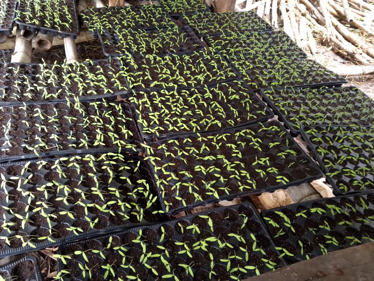 Muri <a href="/Duhinge1/">DUHINGE ISHIMWE COMPANY Ltd</a> ikorera <a href="/CityofKigali/">City of Kigali</a> courgette, zimeze neza,  Kandi Inyanya nazo bidatinze tuzitera  Ubuhinzi twabugize umuco,  Turashimira cyane  <a href="/YATERAOrganiza1/">YATERA Agri-Eco Tourism</a> <a href="/RwandAgriExport/">NAEB</a> <a href="/RwandaAgriBoard/">Rwanda Agriculture & Animal Resources Devpt Board</a> <a href="/RwandaAgri/">Ministry of Agriculture & Animal Resources |Rwanda</a> <a href="/RwandaTrade/">Min of Trade |Rwanda</a> ndetse n'Abafatanyabikorwa batandukanye turabashimira .