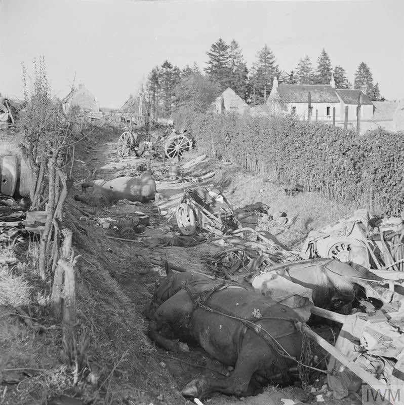 The_History_Ex's tweet photo. Can an expert tell me what type of bones I found at Moissy Ford today in the Falaise Gap?

I’m assuming horse bones given the hundreds which died around the crossing as the Germans escaped East. 
#twitterstorians #history #military #ww2 https://t.co/NCXRqIDcEn