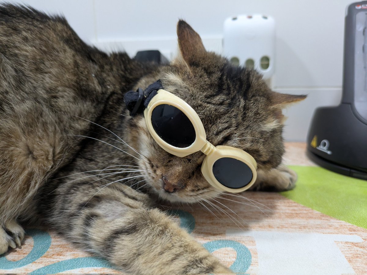 Mari Illescas y sus felinos tweet media