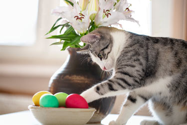 Easter is the holiday that marks the beginning of spring. However, there are some Easter hazards for cat owners to be aware of during this special time. Read more here...
bit.ly/4jozzjG

#cathealth #cats #easter #spring #easterlily