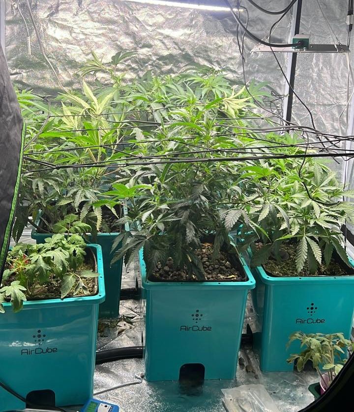 Grow Ace tweet media