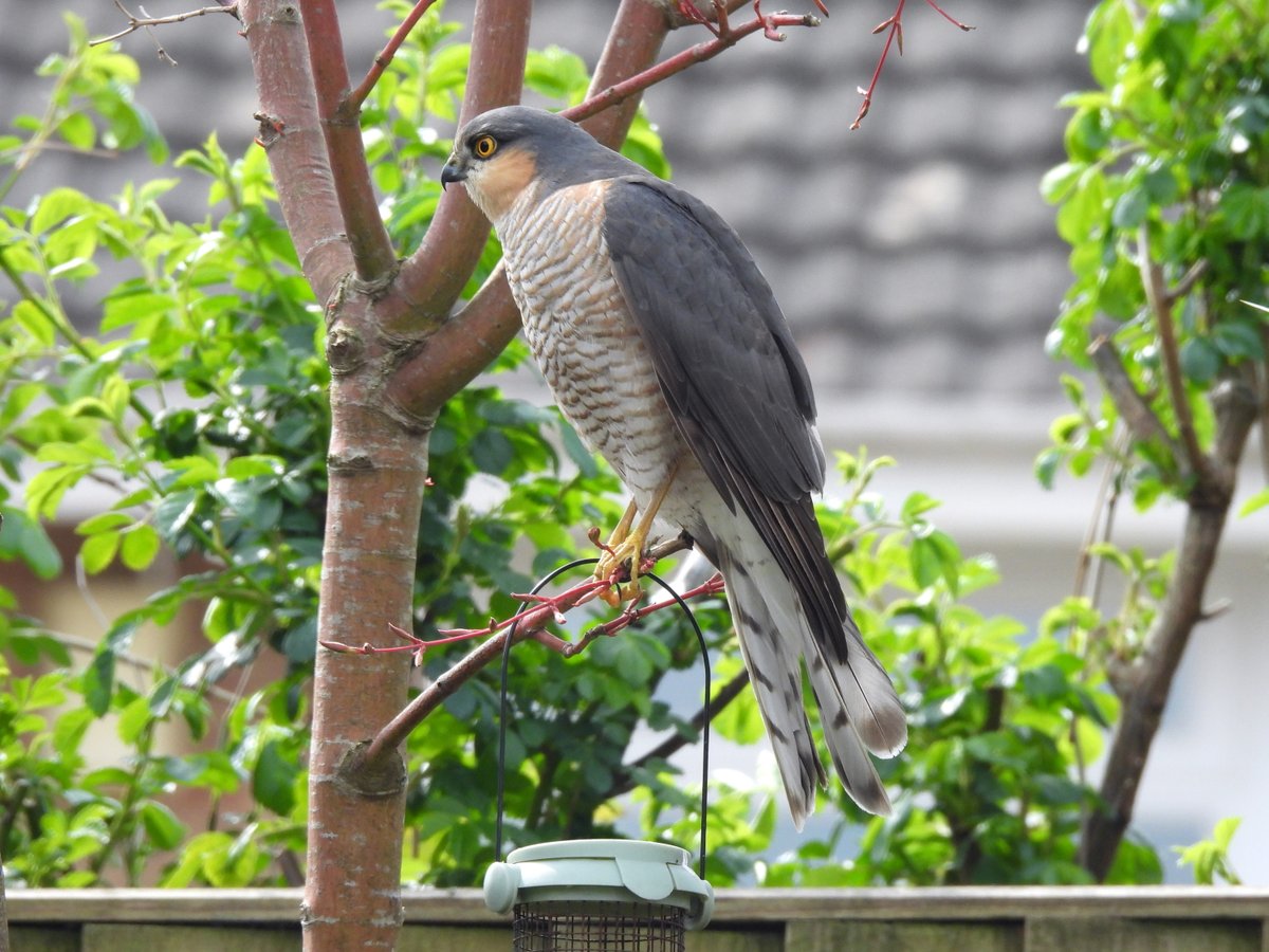 HargraveClive's tweet photo. Another visit by the Sparrowhawk this morning.
@DorsetBirdClub  #TwitterNatureCommunity https://t.co/q5H0HnH7zy