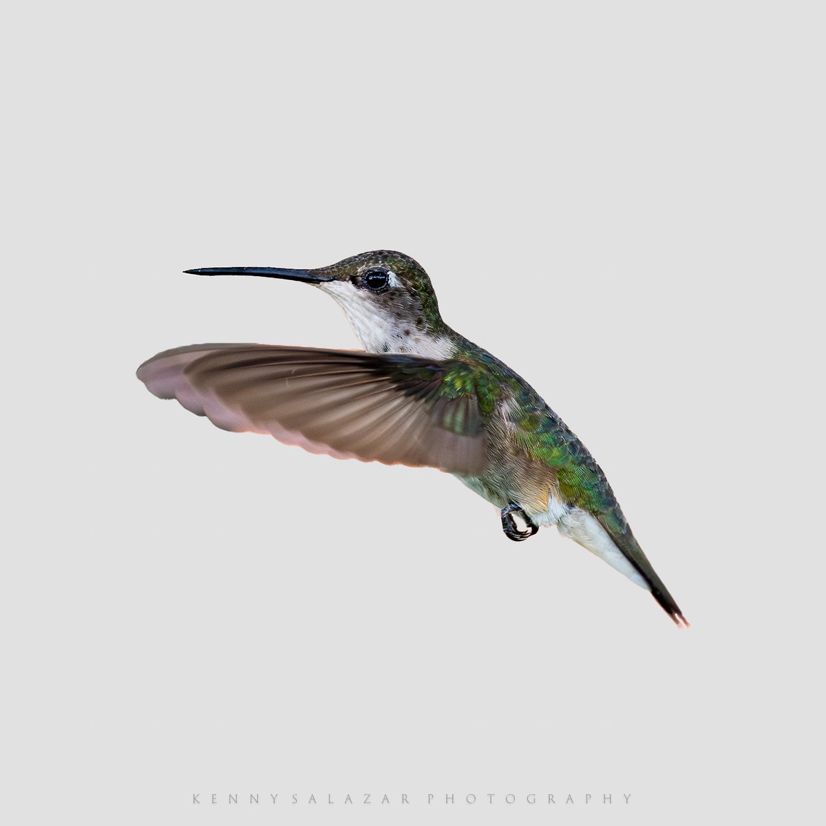 Kenny Salazar tweet media