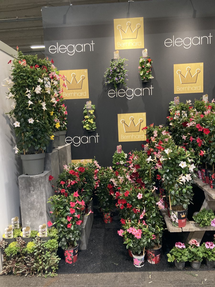 #SpringFair #Aalsmeer
We zijn klaar voor de <a href="/FloraHolland/">Royal FloraHolland</a> Spring Fair in Aalsmeer. Je vindt ons op standnummer 3.3 met onze #patioplanten, zoals #Dipladenia, #Passiflora, #Thunbergia, #Lofos, #Hortensia, #Lupine,  #Geranium, #Senetti en diverse #Wanderella's.
