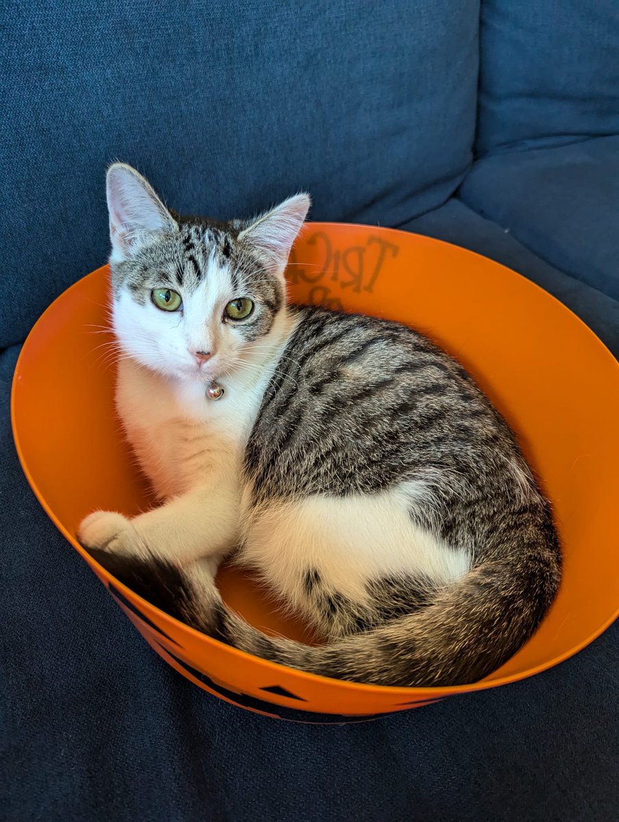 Ryan11Evans's tweet photo. This is a real kitty https://t.co/umAYP1QdAH