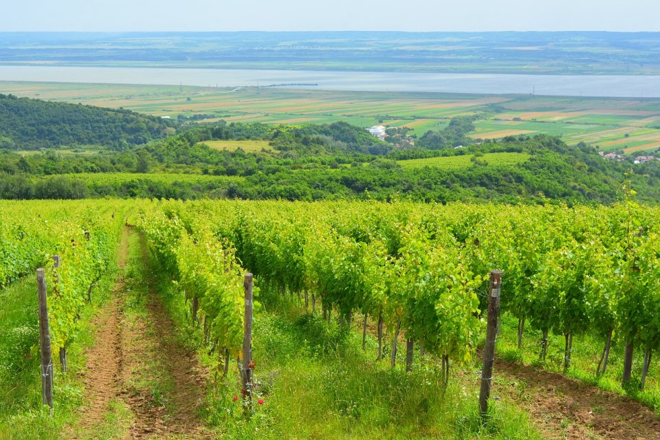 turkbul's tweet photo. Kırklareli Sub-Region Wines: A Highlight of the Thrace Wine Route
https://t.co/EvmTY4bJT5

#travel #Turkey #Türkiye https://t.co/Wtqve2uu3B