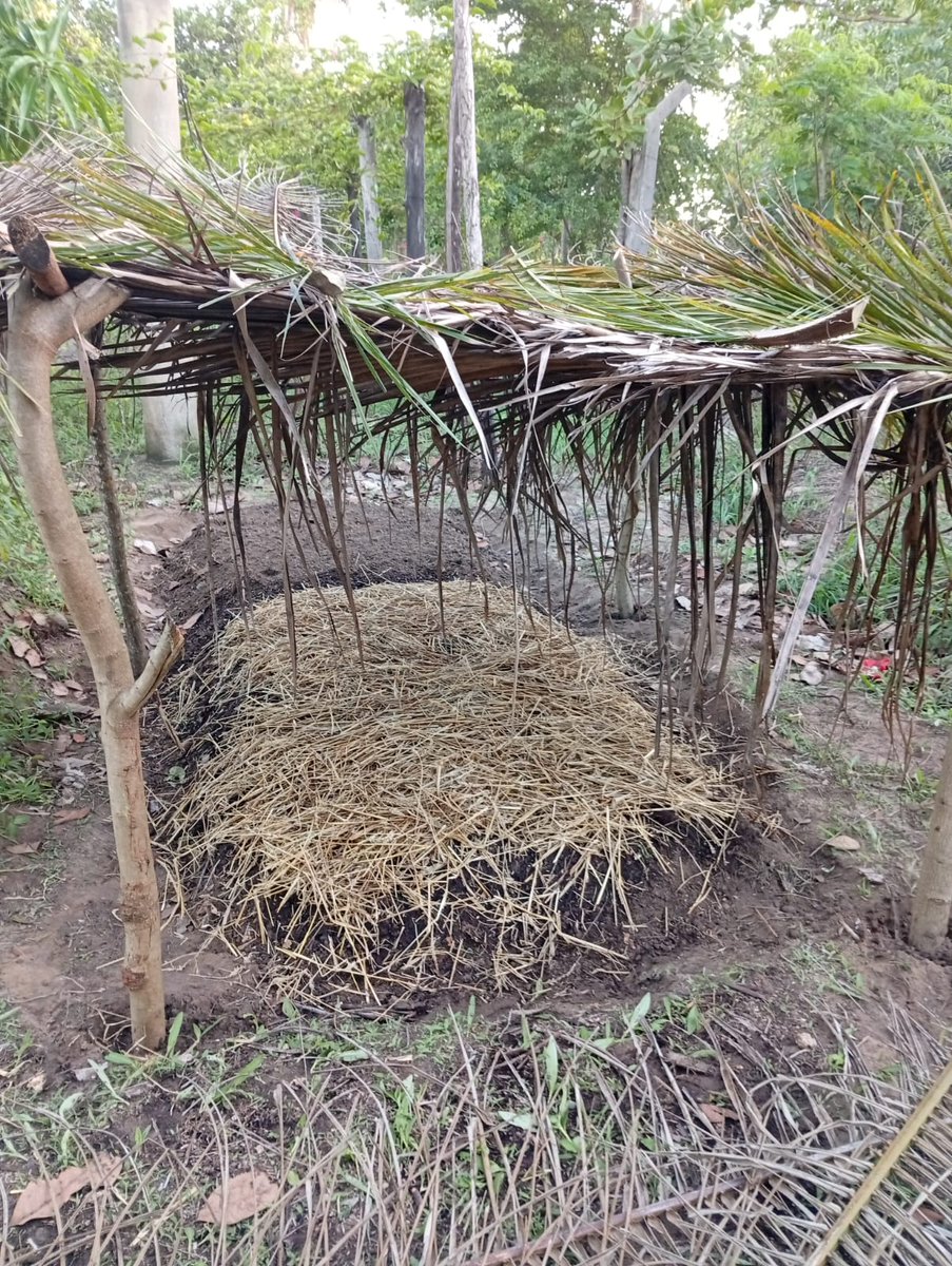 MagreenMorganic's tweet photo. A #seedling nursery can be simple and made from locally available materials. This is our new #springonion nursery - a raised bed, composted and with some shading. We have also mulched to protect the seeds. Once they begin to grow, the #mulch will be removed. #growfood https://t.co/QDrceJKO1j