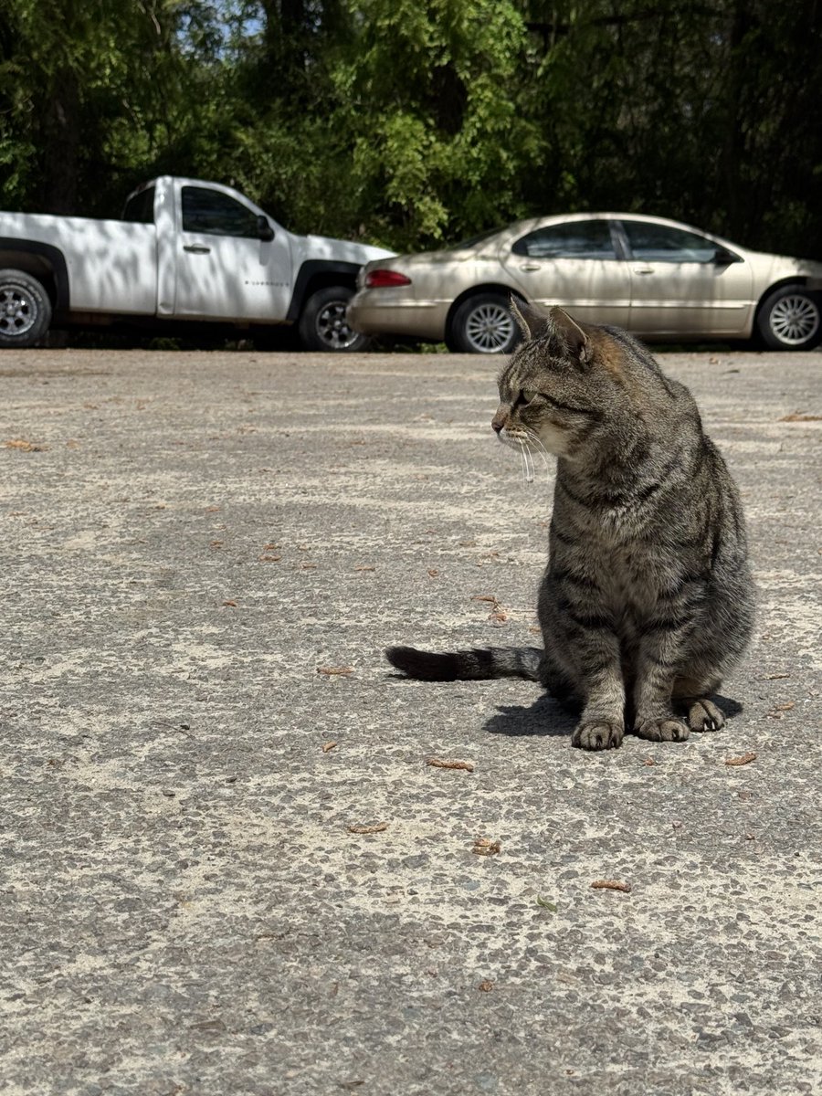 FertNdirtJack's tweet photo. #shopcat https://t.co/5tZ5gnVXtg