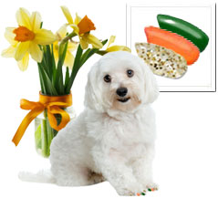 Dog Health tweet media