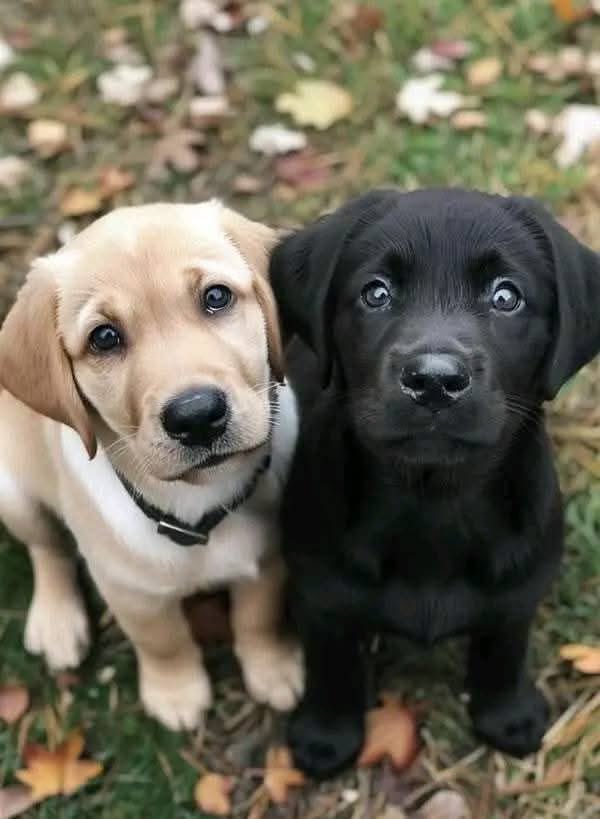 Puppies 🐶 tweet media