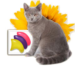 Cat Health tweet media