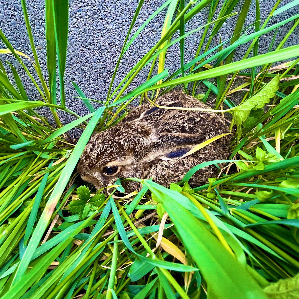 RayGem83's tweet photo. Found this little wild rabbit hiding in the grass while mowing the lawn. Such a tiny and quiet visitor in the middle of the garden.
#photography #wildlife #naturephotography #rabbit #wildrabbit #animalencounter #backyardwildlife #gardenfind #cuteanimals #naturelovers https://t.co/fKcCC35Rwl
