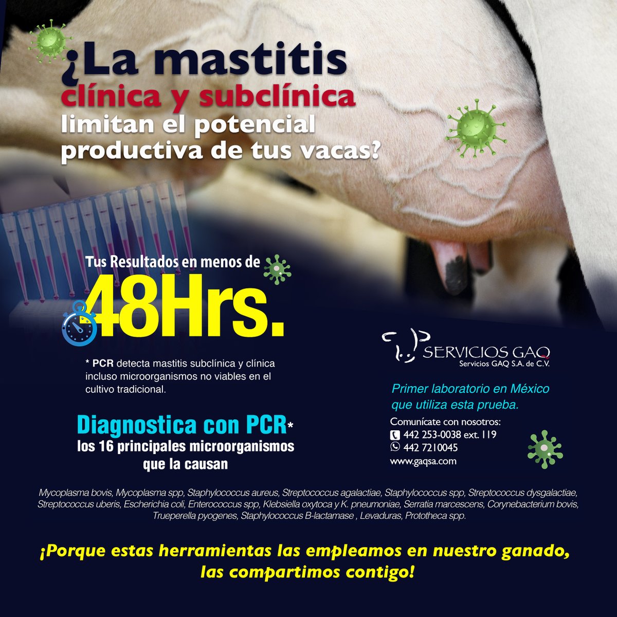 GAQSAOficial's tweet photo. La mastitis es el dolor de cabeza de muchos productores, contamos con paquetes para el diagnóstico de mastitis.
https://t.co/hCmtAwxNlx
Whatsapp: 442 7210045
#GAQSA #mastitis #ganado #vacas #analisis  #laboratorio  #ganaderia  #leche  #bacterias #ubres https://t.co/sZMVtYWdlS