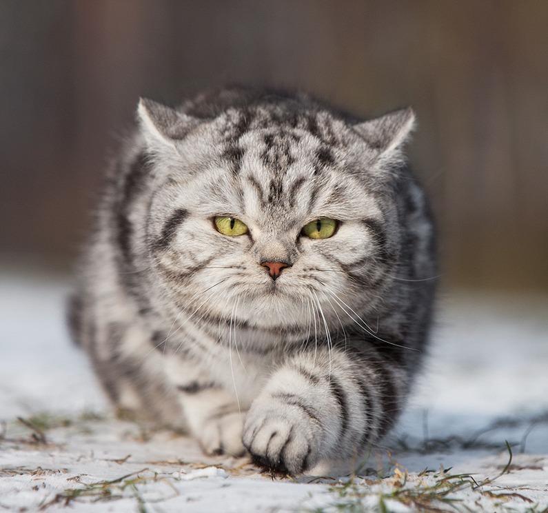 boturitter's tweet photo. Stealth mode: activated. 😼 #cat #catsofinstagram #cutecat #wintercat #snowcat https://t.co/Qicu6RaoVG