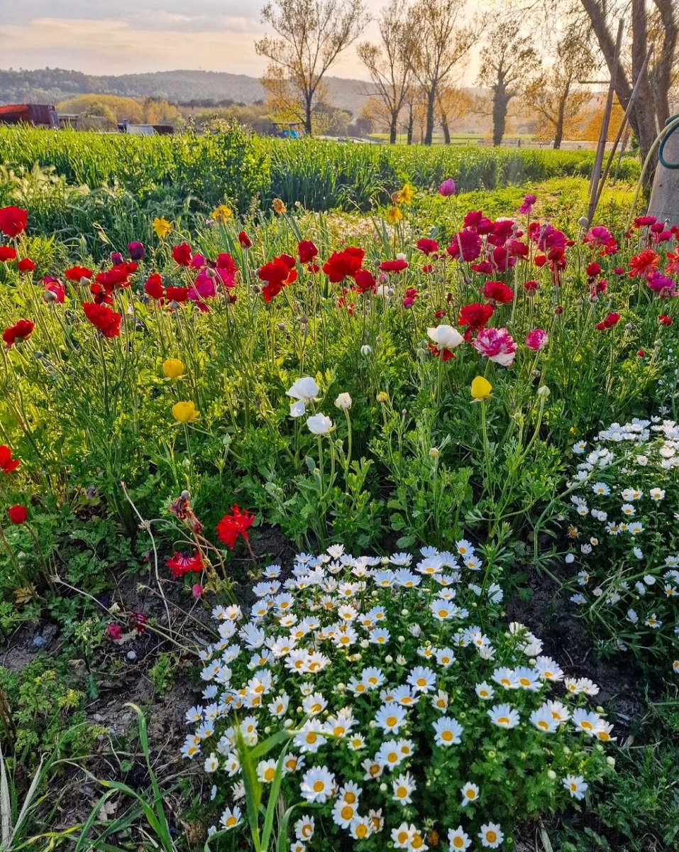 ricardrigall's tweet photo. Primavera a Viladasens. #viladasens #gironès #primavera2025 https://t.co/VWS1fOayb8