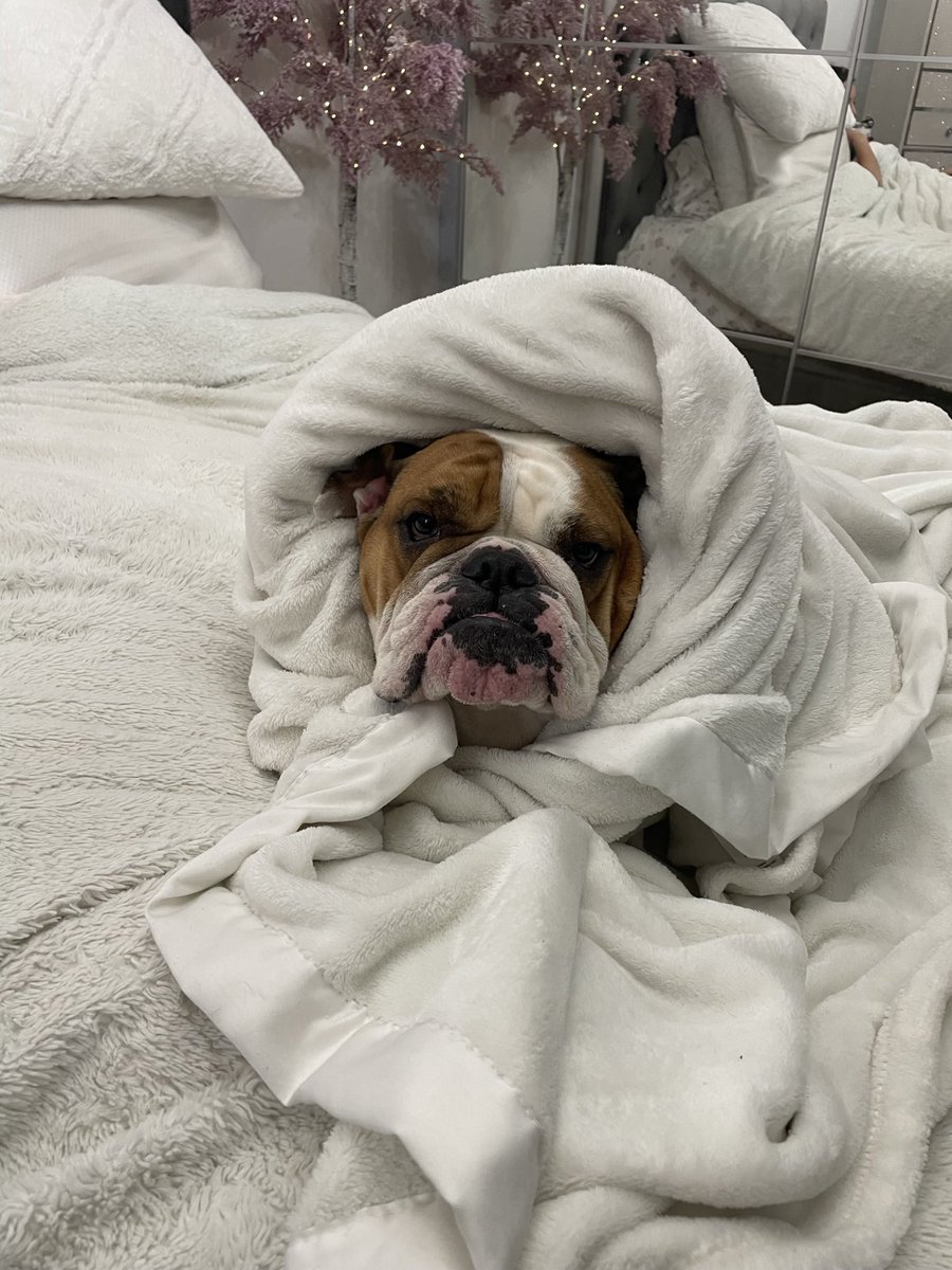 _Rathbun_'s tweet photo. Last night my baby Mimi passed away

She was the gentlest, sweetest, most animated dog I’ve ever had the blessing of calling mine

Just 3 months ago, her brother Pugs unfortunately passed

I know they’re together somewhere

Inseparable from start to finish

Res in paradise https://t.co/iVqJM4Ym6J