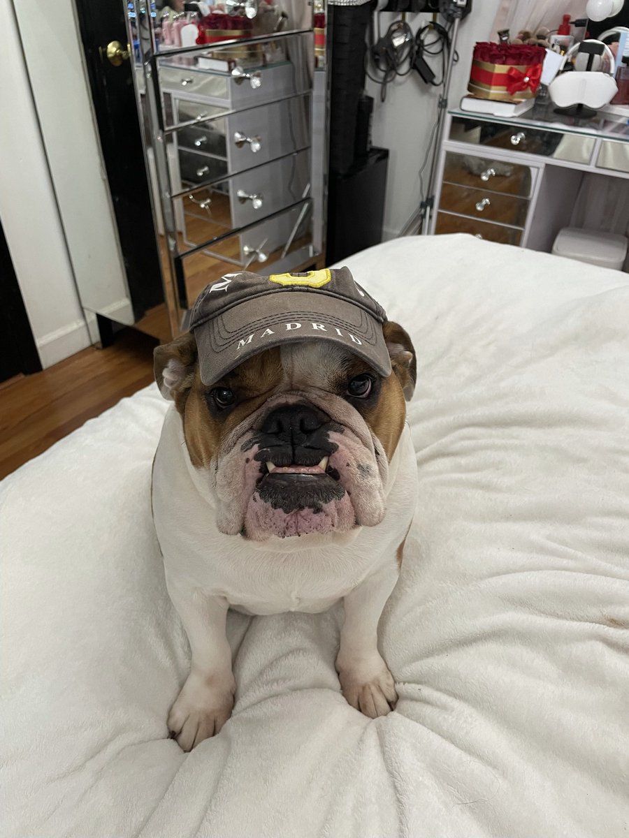 _Rathbun_'s tweet photo. Last night my baby Mimi passed away

She was the gentlest, sweetest, most animated dog I’ve ever had the blessing of calling mine

Just 3 months ago, her brother Pugs unfortunately passed

I know they’re together somewhere

Inseparable from start to finish

Res in paradise https://t.co/iVqJM4Ym6J