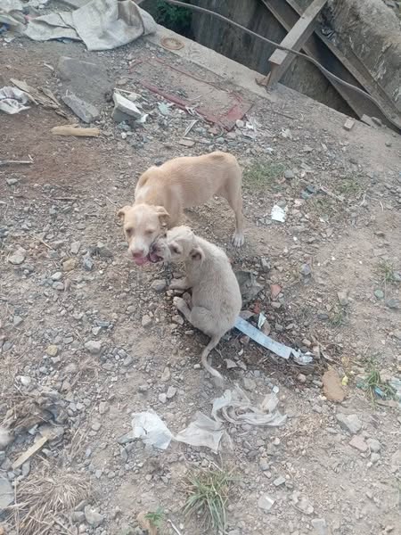 A64029345's tweet photo. CASO DE TERCEROS Ayudar adoptar estas cachorras las botaron en la calle yo no la Puedo tener tengo 6 perros pero la estoy alimentando y ya las desparasite alguien que me pueda ayudar o adoptarlas información 04241657877 ubicación carretera vieja petare Guarenas https://t.co/GIphLvYmDM