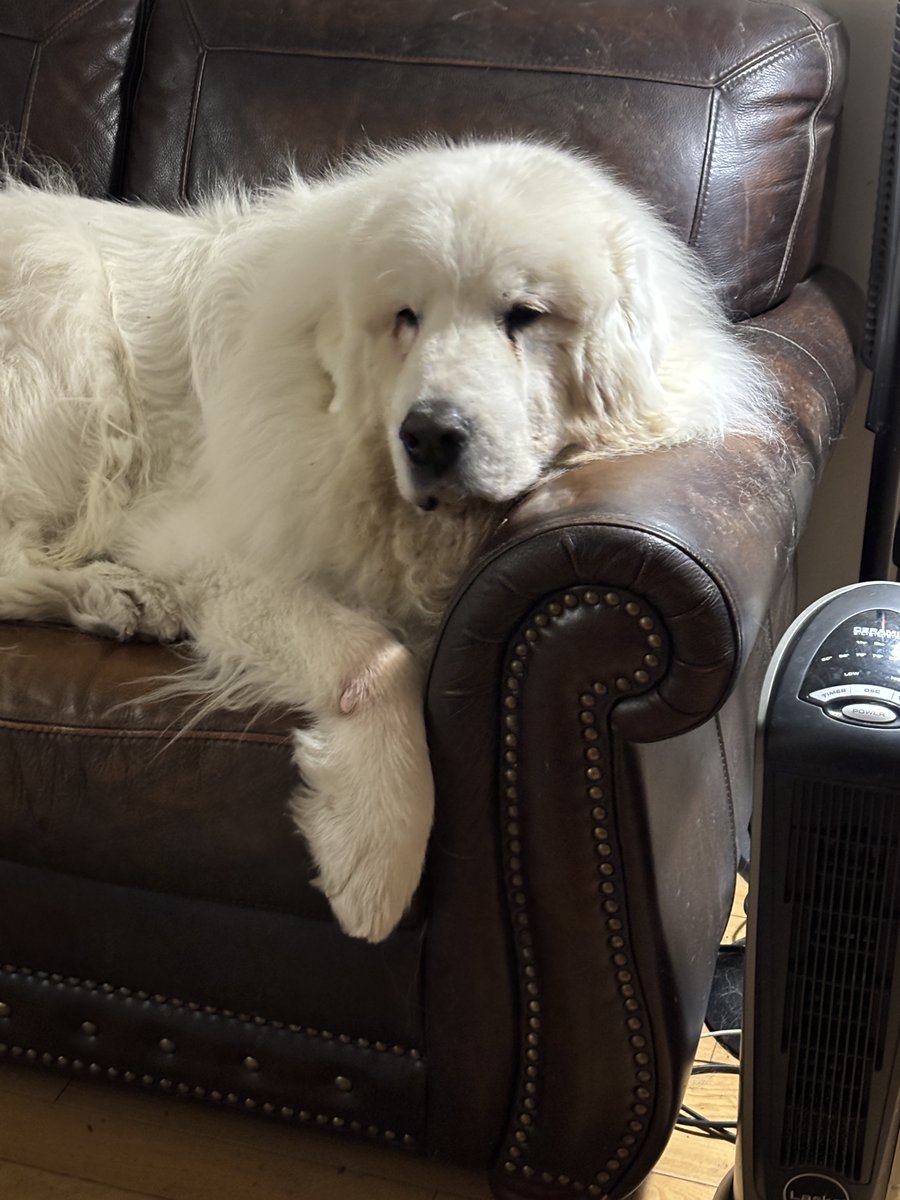 NancyLannom's tweet photo. @Phil_Sledge Leo crossed the Rainbow Bridge two weeks ago. I miss him so. What a great dog he was! https://t.co/gYoDI0we9P