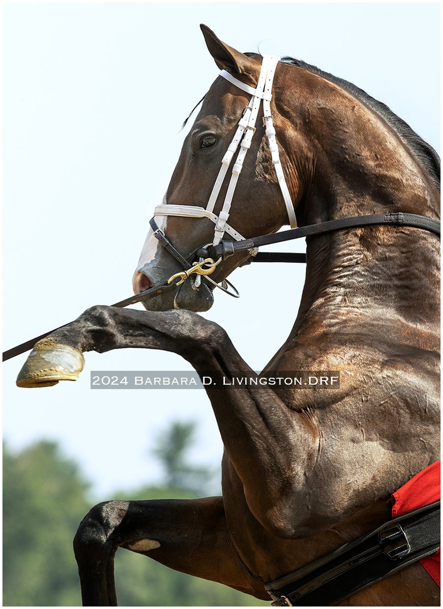 INVICTUS (Into Mischief-Serengeti Empress, by Alternation) stood tall before his 1st start, a Saratoga maiden that included eventual SW American Promise, T Kraft, Tiztastic, Chancer McPatrick.

Today, INVICTUS stood in the Keeneland winner's circle after an impressive maiden win.