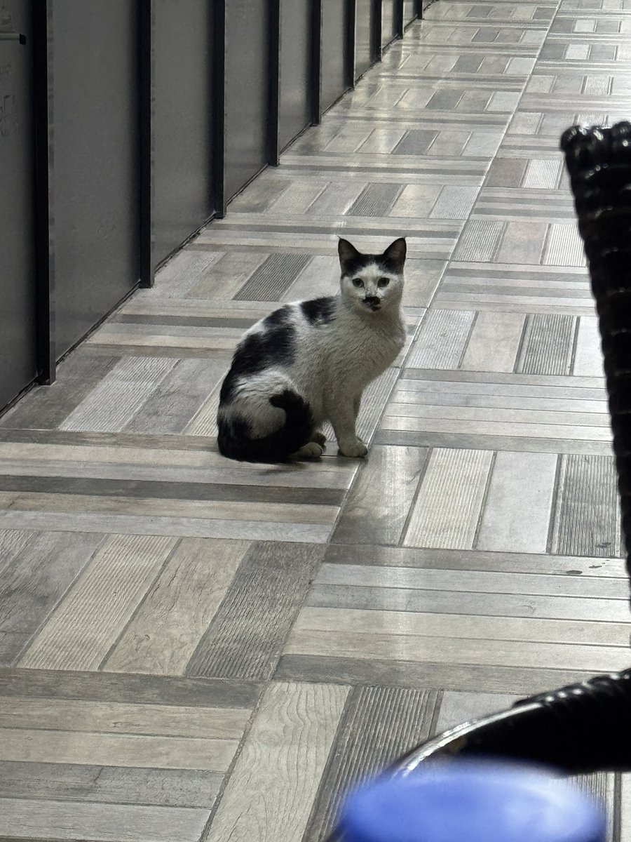 kedinin siyasi görüşü var