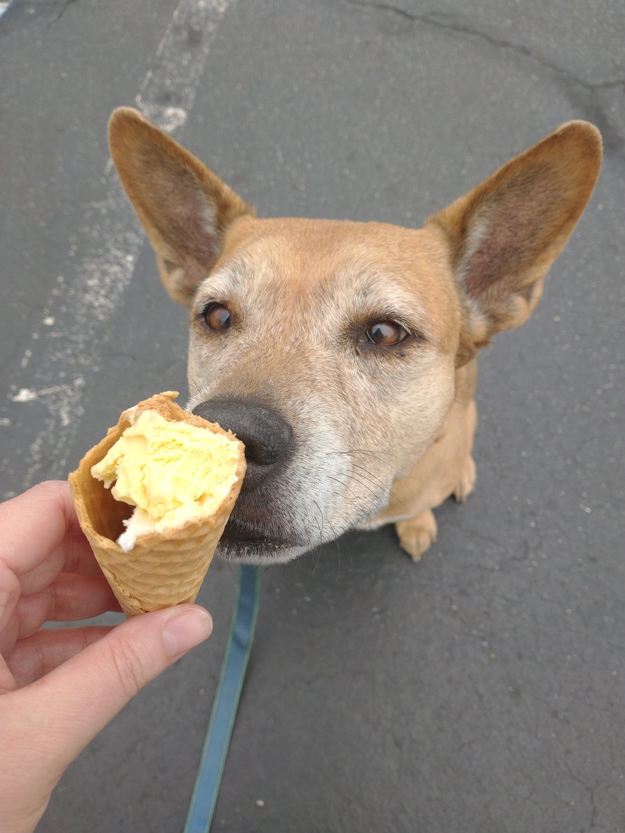 PaigeEtheridge1's tweet photo. Ben and Jerry's Free Cone Day! Athena and I ate hard between the two of us. Tonight Dough, Chocolate Brownie, Mango, Vanilla, and Chunky Monkey. ๐๐พ๐จ๐ฆ
(Note that Athena only ate ice creams that were safe for her.)
#freeconeday #oceanfront #doglife https://t.co/7EYRO1YzAd