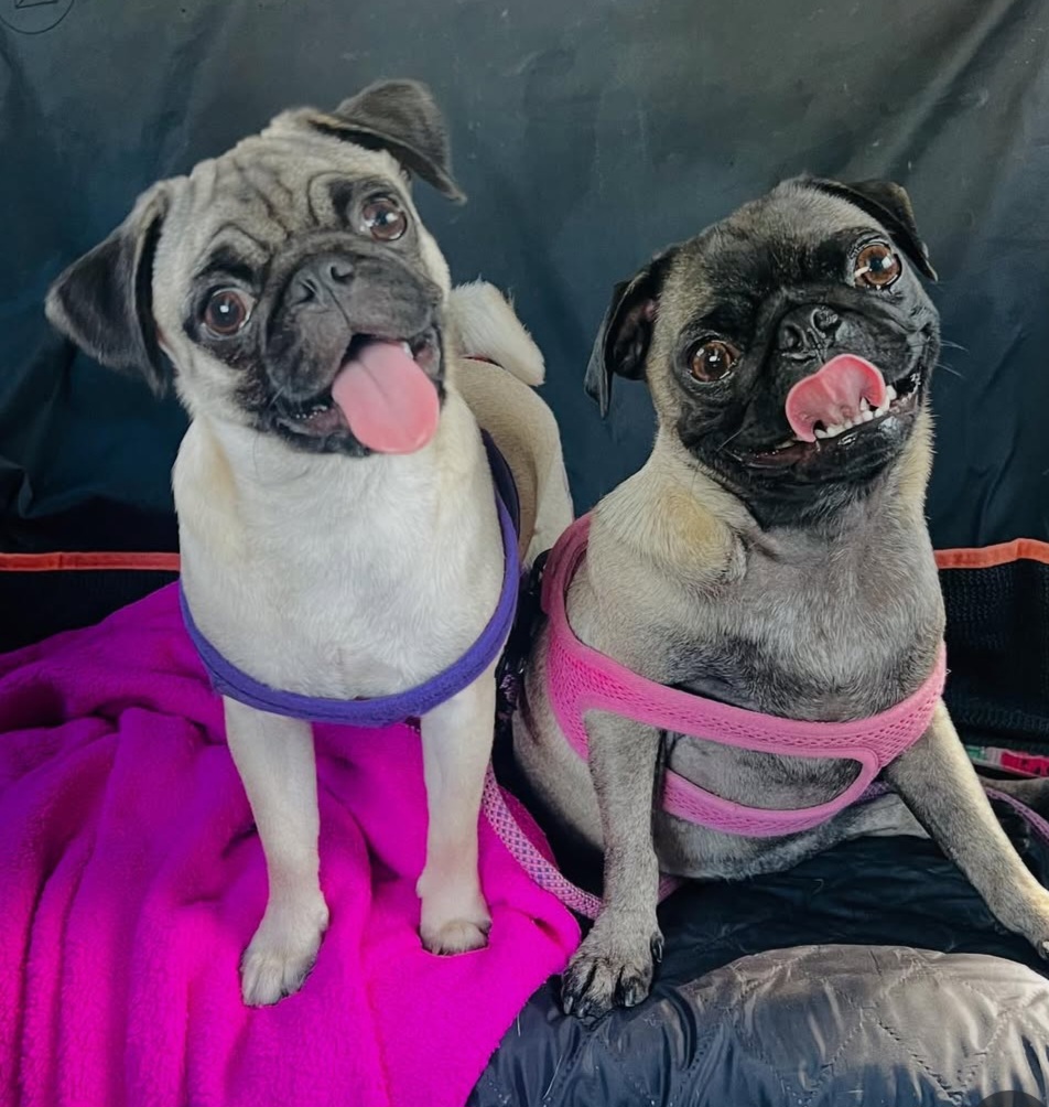 MarkKrockover's tweet photo. #TongueOutTuesday #TOTuesday #TOT #TacoTuesday #PugsandKisses #Pug #Dog #Puppy #DoubleTrouble https://t.co/umkT4PDQWD