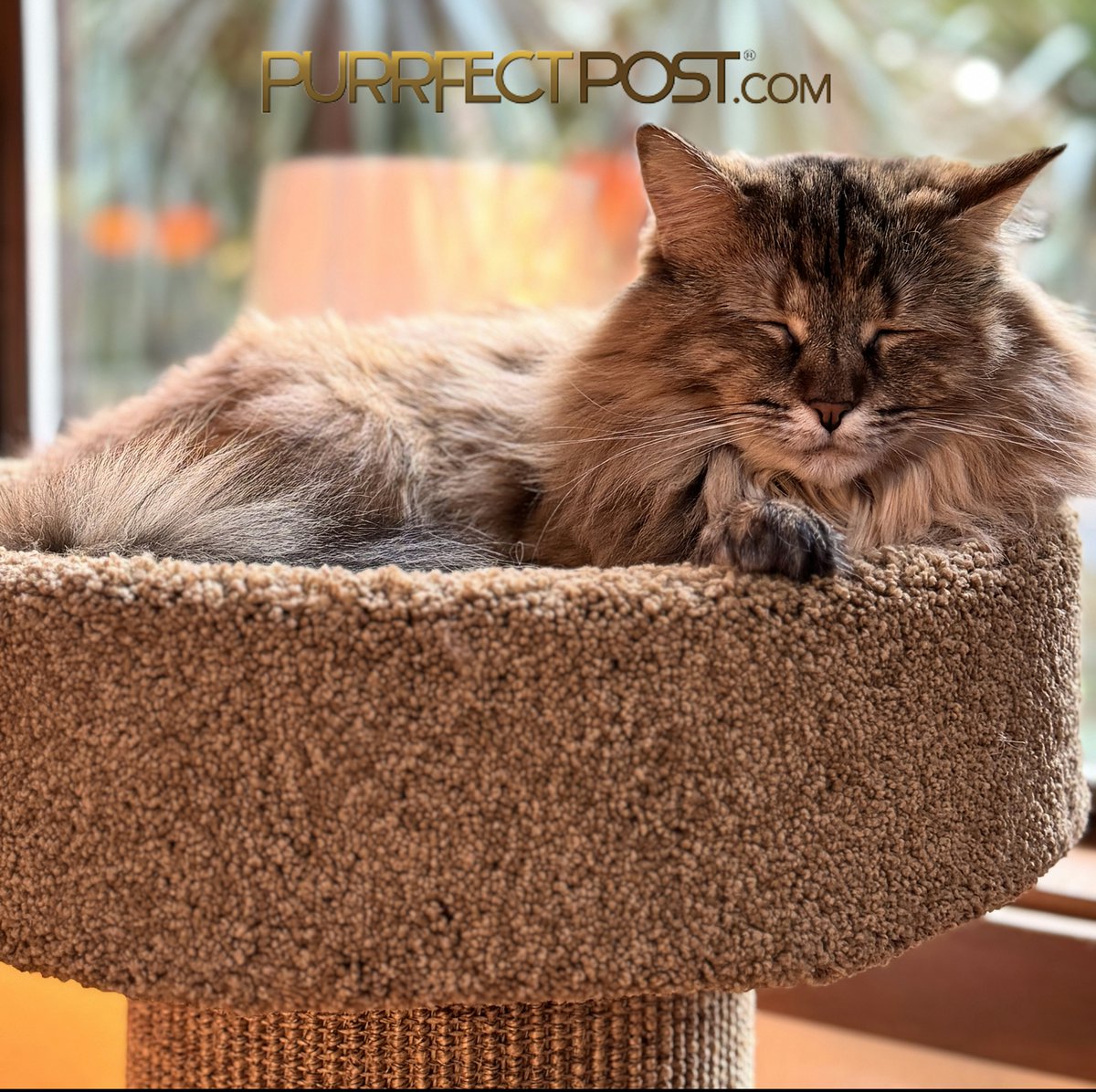 We bought the mondo deluxe &amp; are so happy we did. He seems VERY comfortable in the 17” bed &amp; the post holds up well to his beastly girth jumping &amp; landing on top. Can’t recommend this post enough.
Mondo Deluxe: bit.ly/3LbLOlt

#purrfectpost #cat #cats #bestscratchingpost