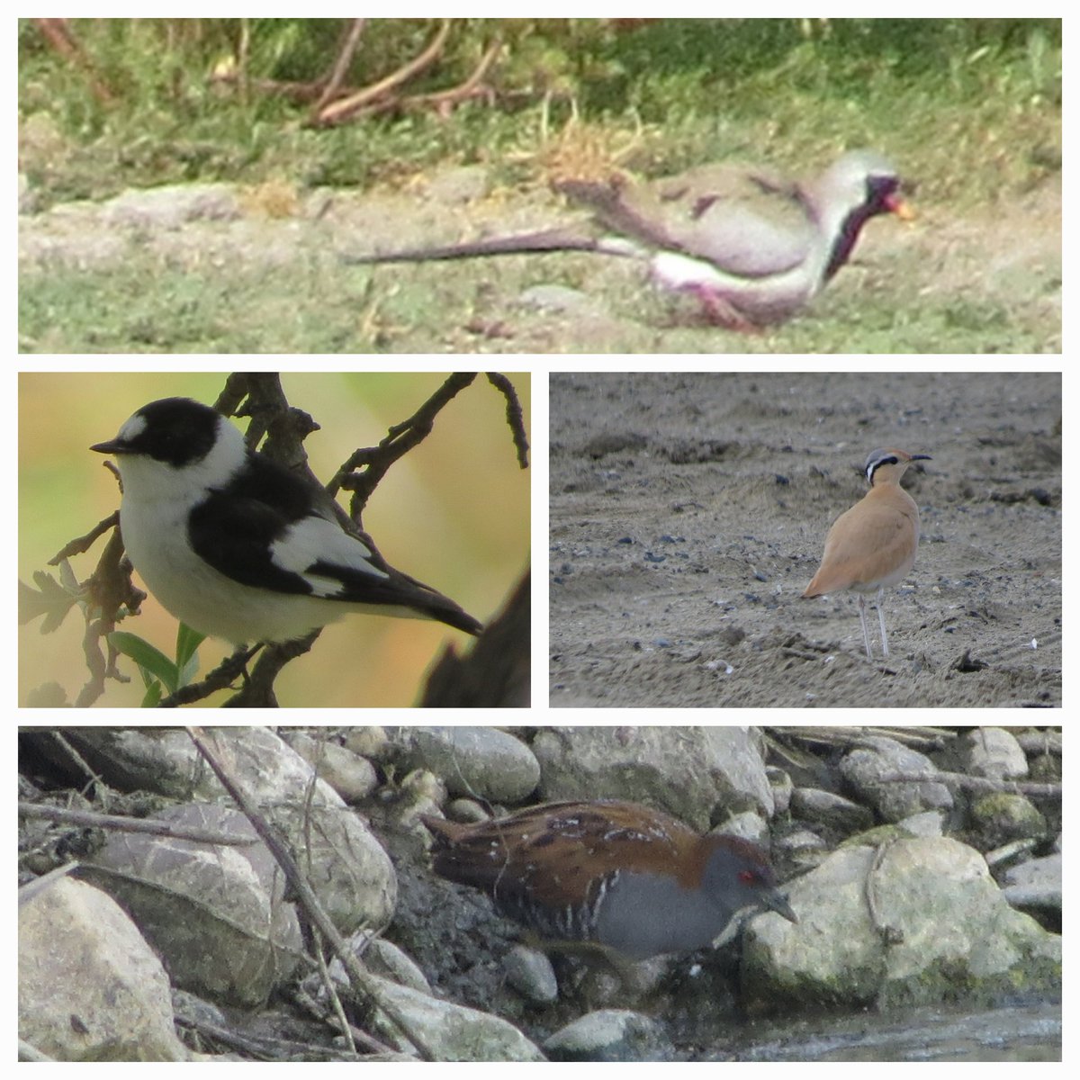 A few more record shots of some the many birds this week in Cyprus. Namaqua Dove, Collared Flycatcher, Cream-coloured Courser and Baillon's Crake.