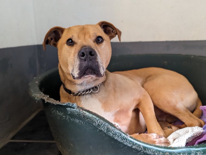 Penny (@penny2449) on Twitter photo #rehomehour
Milo 5 yr old crossbreed, he's a lovely friendly boy
who can live with children 12+ due to his size, loves
running after a ball and water so active home needed,
best as only pet, more info/adopt him from
<a href="/WWPdogs/">West Wales Poundies Dog Rescue</a> UK #rehomehour
Milo 5 yr old crossbreed, he's a lovely friendly boy
who can live with children 12+ due to his size, loves
running after a ball and water so active home needed,
best as only pet, more info/adopt him from
<a href="/WWPdogs/">West Wales Poundies Dog Rescue</a> UK