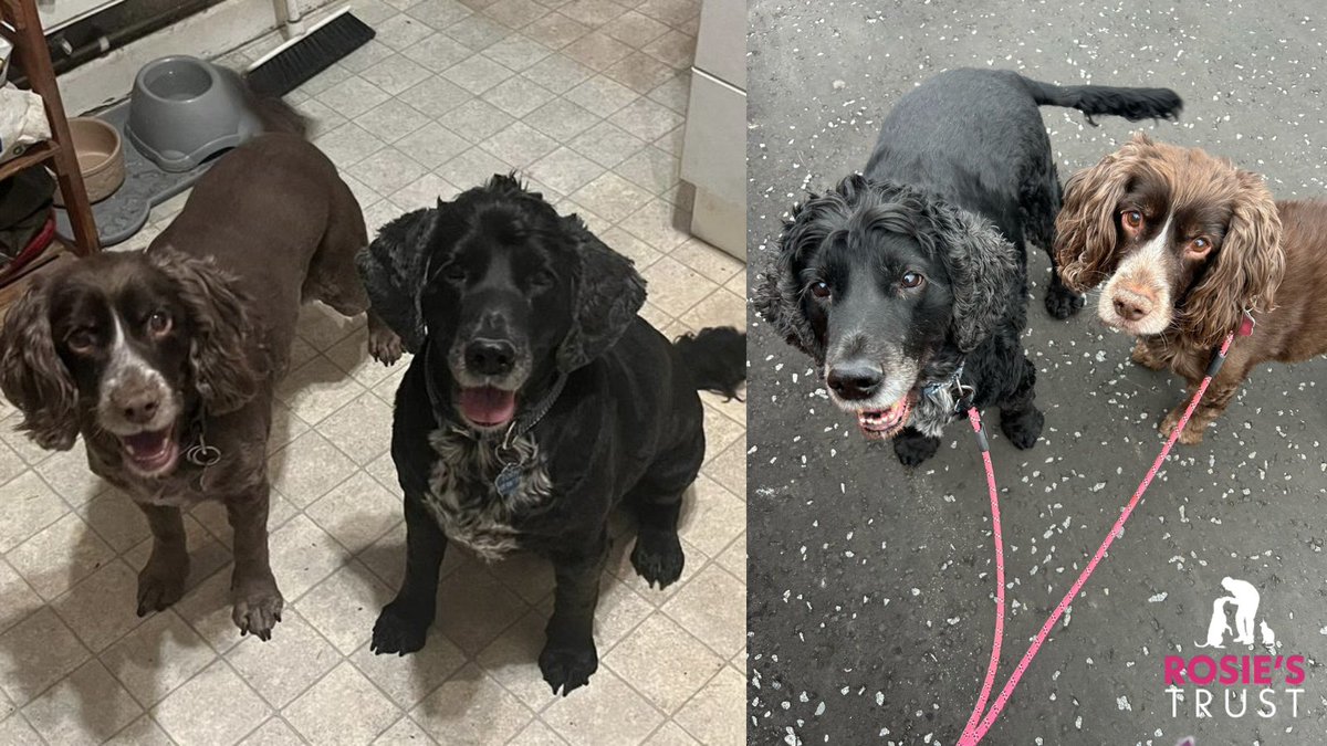 Could you offer Meg and Toby a home? 🏡

Through no fault of their own, this amazing pair of Cocker Spaniels are looking for a home together.

Like two sides of the same coin, they will bring so much love and lots of fun 🩷

For more info, visit 👇
petadoptionwebsite.com/pet/67ebcd543d…
