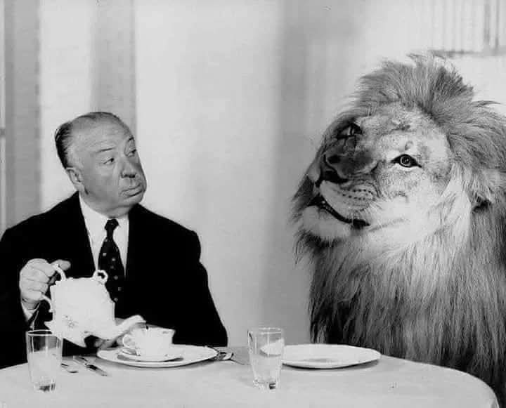 TiernoAnimalx's tweet photo. #AlfredHitchcock #MGMLion https://t.co/mWoU0g8cBt