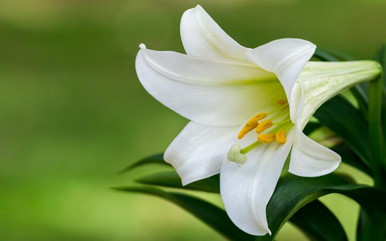 MUExtAgEnviron's tweet image. This Easter, keep your feline friends safe! 🐈 Lilies may look lovely, but they’re lethally toxic to cats. Even a tiny nibble can cause serious kidney damage. Learn how to keep your curious kitty out of harm’s way. extension.missouri.edu/news/felines-n…
