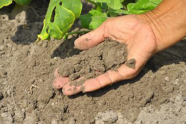 MUExtAgEnviron's tweet image. Dig into soil secrets! Join MU Extension’s Soil Health & Composting Learning Circle on April 16 in St. Louis to discover how to turn dirt into dynamite for your garden. Compost smarter, grow stronger! extension.missouri.edu/events/soil-he…