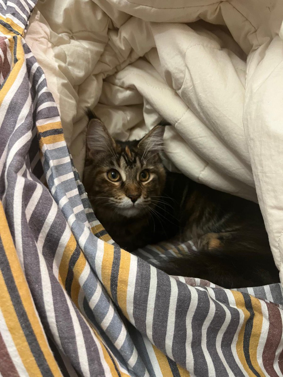 ThatBoringCat's tweet photo. @san_poki @barintiesa @frikentijs @Cukursunitis Kaķis gultā. Gribēju ielikt foto “Kaķis uz galda”, bet bail, ka kungs ar sirdi neaiziet. https://t.co/c0u42VADtM