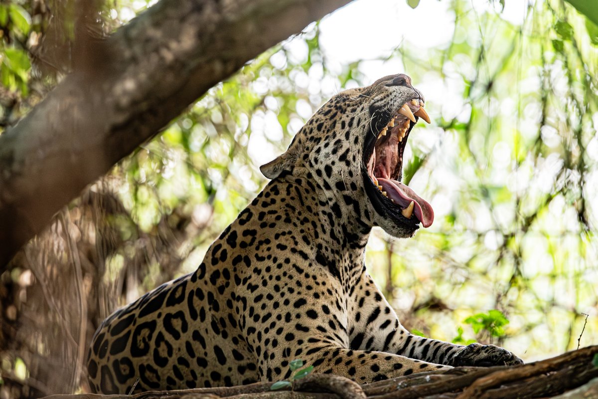 ¡PRESENTAMOS EL PRIMER SEGURO DE YAGUARETÉ DEL MUNDO! 🐆🆕

🙌 Esta solución innovadora busca proteger a la especie y a las comunidades rurales que conviven con él.

Leé más acá 👉 go.undp.org/3zH

#Yaguareté #Seguros #Misiones