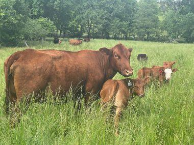 MUExtAgEnviron's tweet image. Keep your pastures thriving! Join MU Extension’s Warm-Season Forage Management Workshop on April 16 in Jefferson City to learn expert tips on maximizing summer forage growth and keeping your livestock well-fed. Don't let the heat slow you down! extension.missouri.edu/events/warm-se…