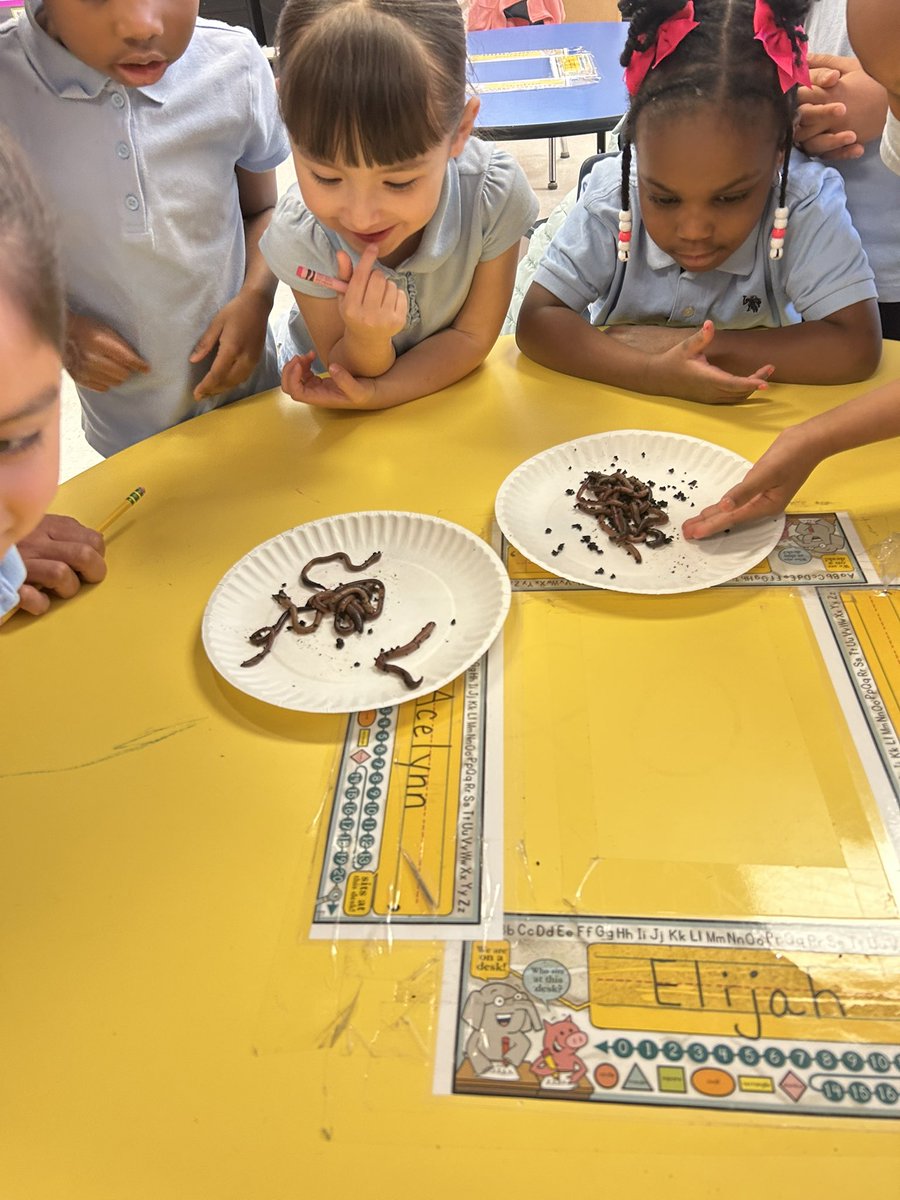 In PK, we’ve been exploring insects and arachnids — and today our little learners got an exciting surprise! We introduced them to real worms, and they were absolutely fascinated! 🪱#YouMeRIE <a href="/Ituarte_ES/">Sgt. Roberto Ituarte Elementary</a> <a href="/ACarrasco_IES/">Andrea Carrasco</a> #PKRocks