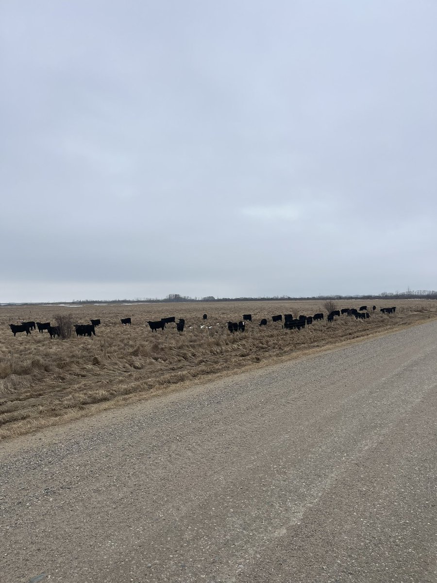 Trent Macnab tweet media