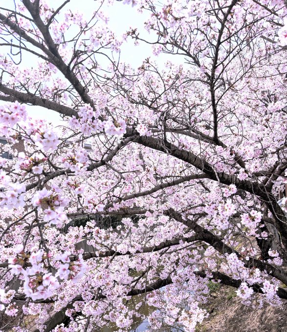 西玲名のTwitter画像34