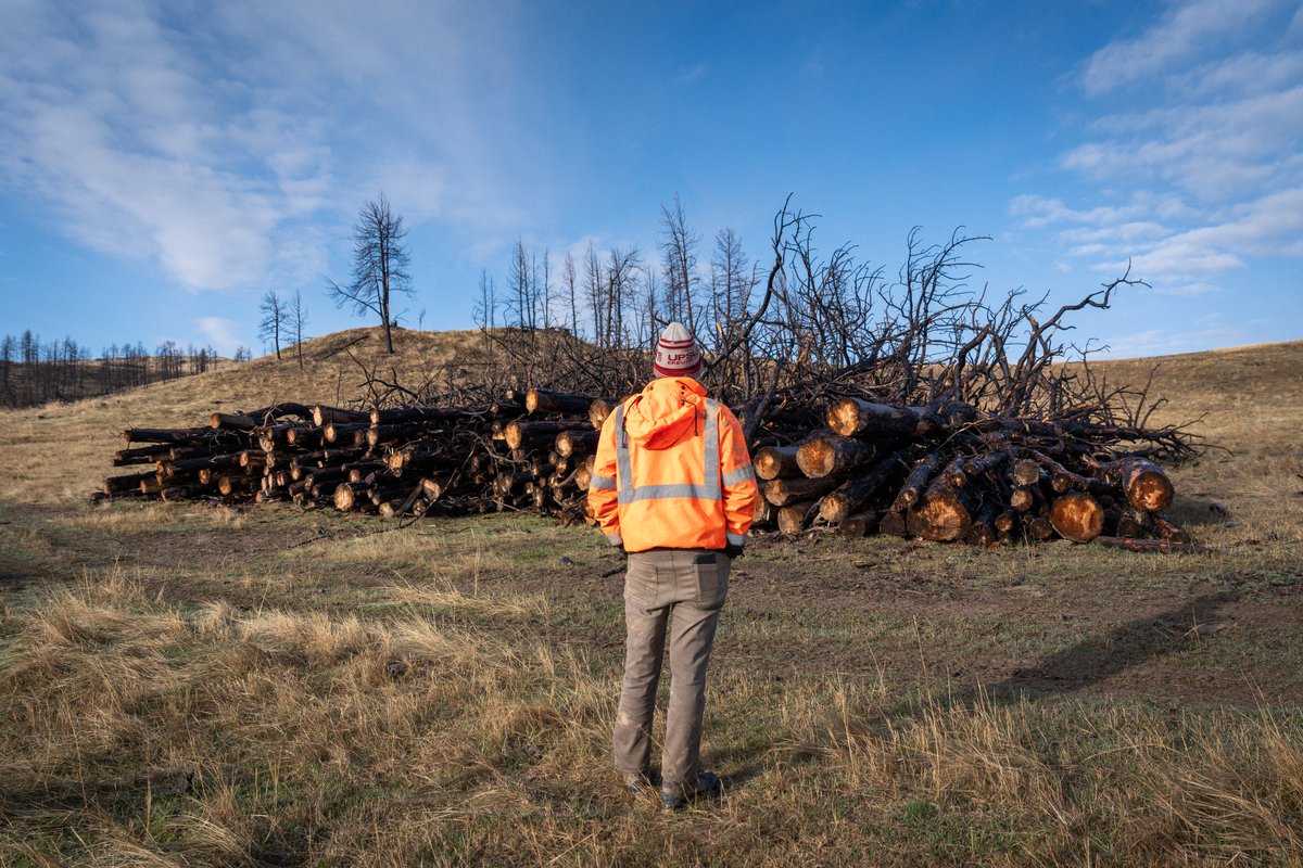 Mast Reforestation tweet media